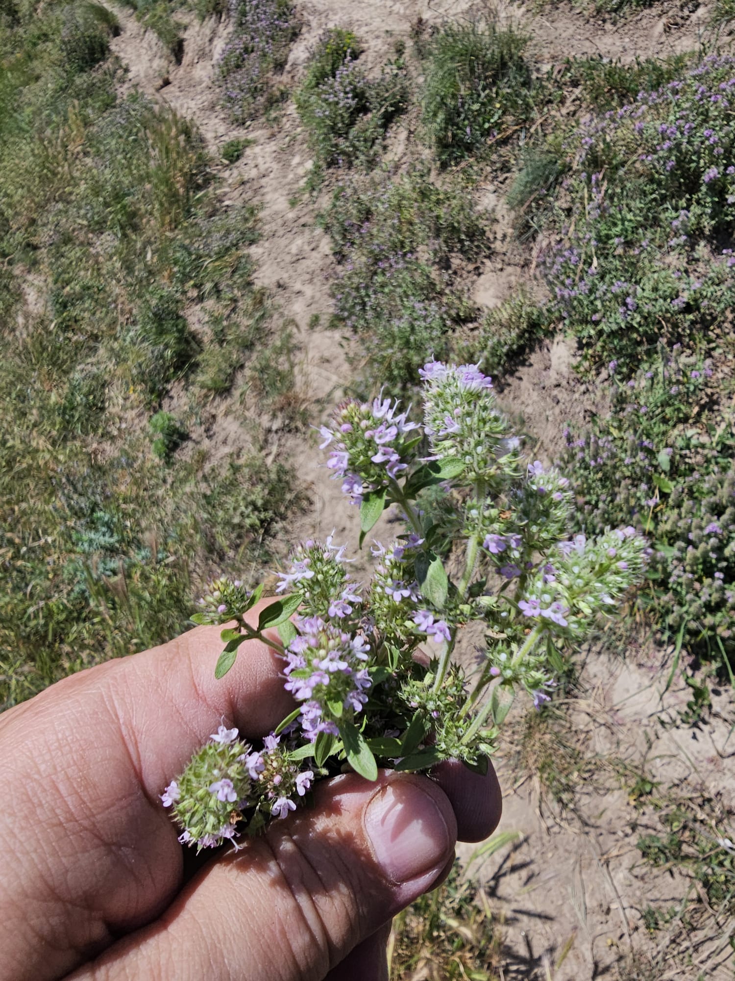 Buchet de cimbrișor mov, deasupra unei pajiști cu flori sălbatice