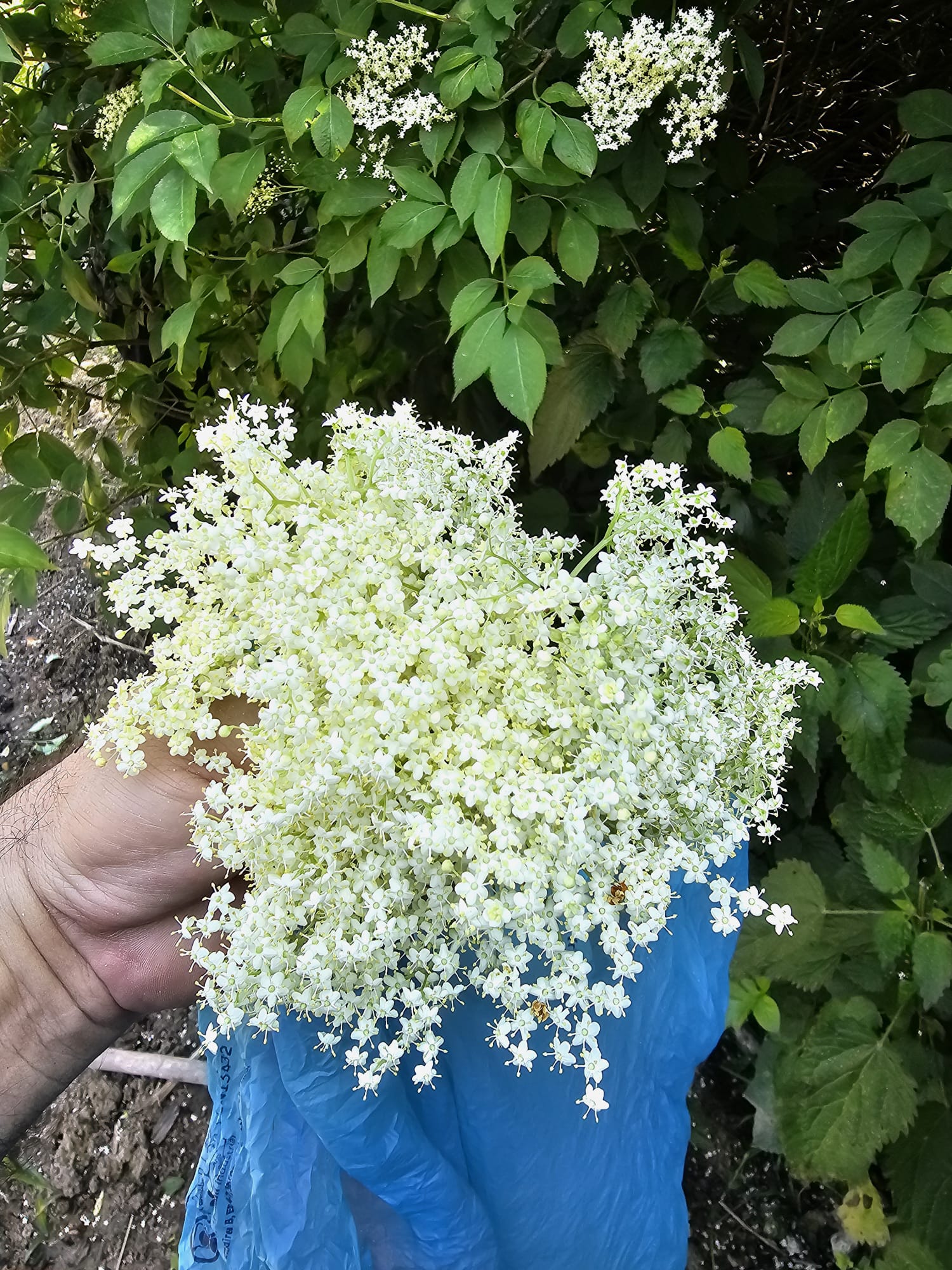 Floare de soc ținută în mână, deasupra unui tufiș verde