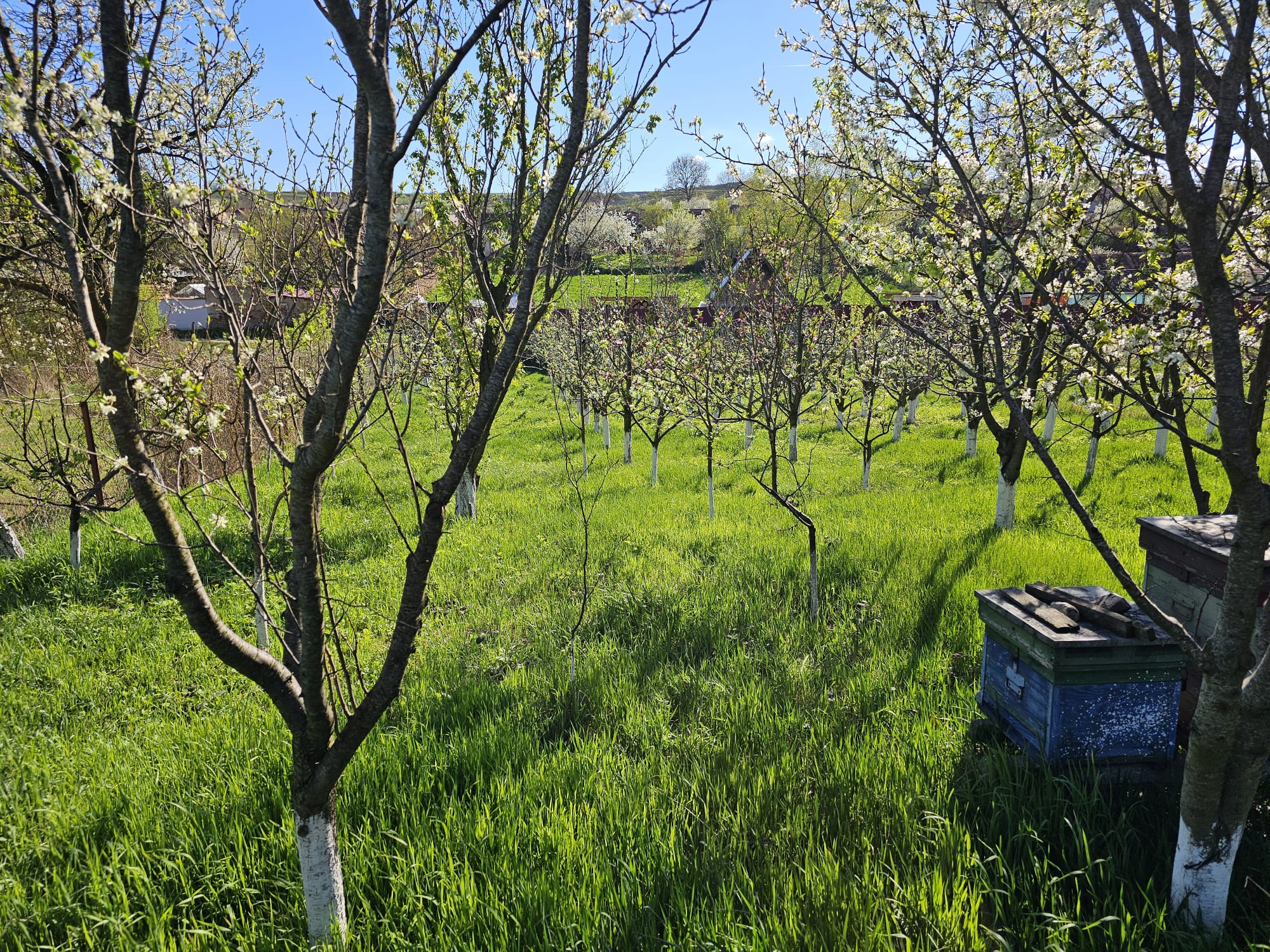 Livadă de piersici înfloriți, cu stupi de albine